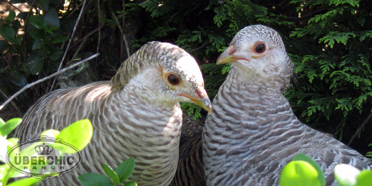 Yellow Golden Pheasant Hens